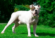American Bulldog