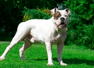 American Bulldog